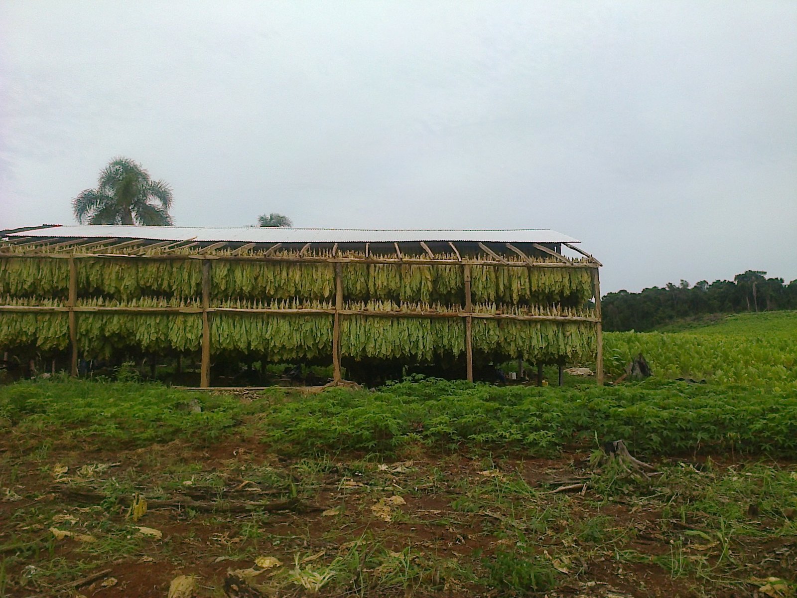 Denuncian drama en las chacras por corte de programas sociales de la Nacin